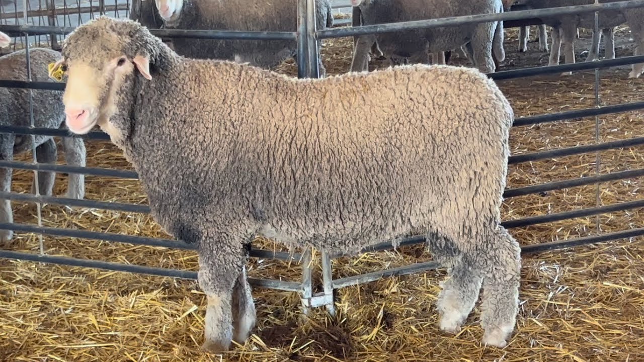 El Arte de Criar Ovejas Merinas: la Pasión de un Pastor Enamorado ❤️🐏❤️