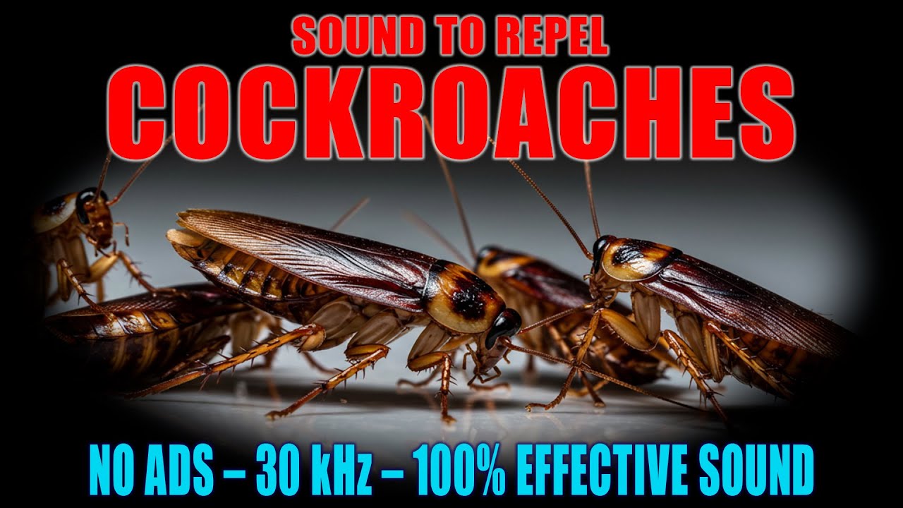 🔊 SOUND TO REPEL COCKROACHES 🚫🪳 | 100% EFFECTIVE ULTRASONIC REPELLENT