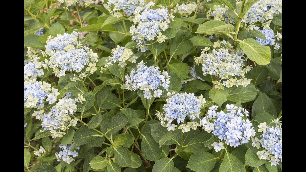 Comment avoir des hortensias bleus
