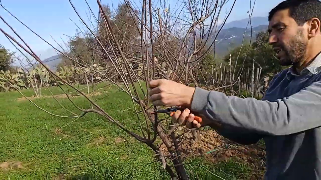 La taille de fructification du prunier