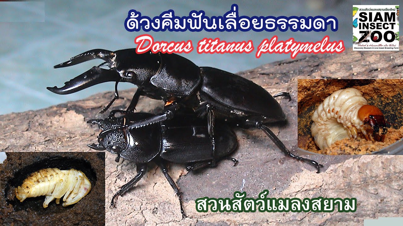 Ep.142 ด้วงคีมฟันเลื่อยธรรมดา the Giant Stag Beetle, Dorcus titanus platymelus (Saunders, 1854)