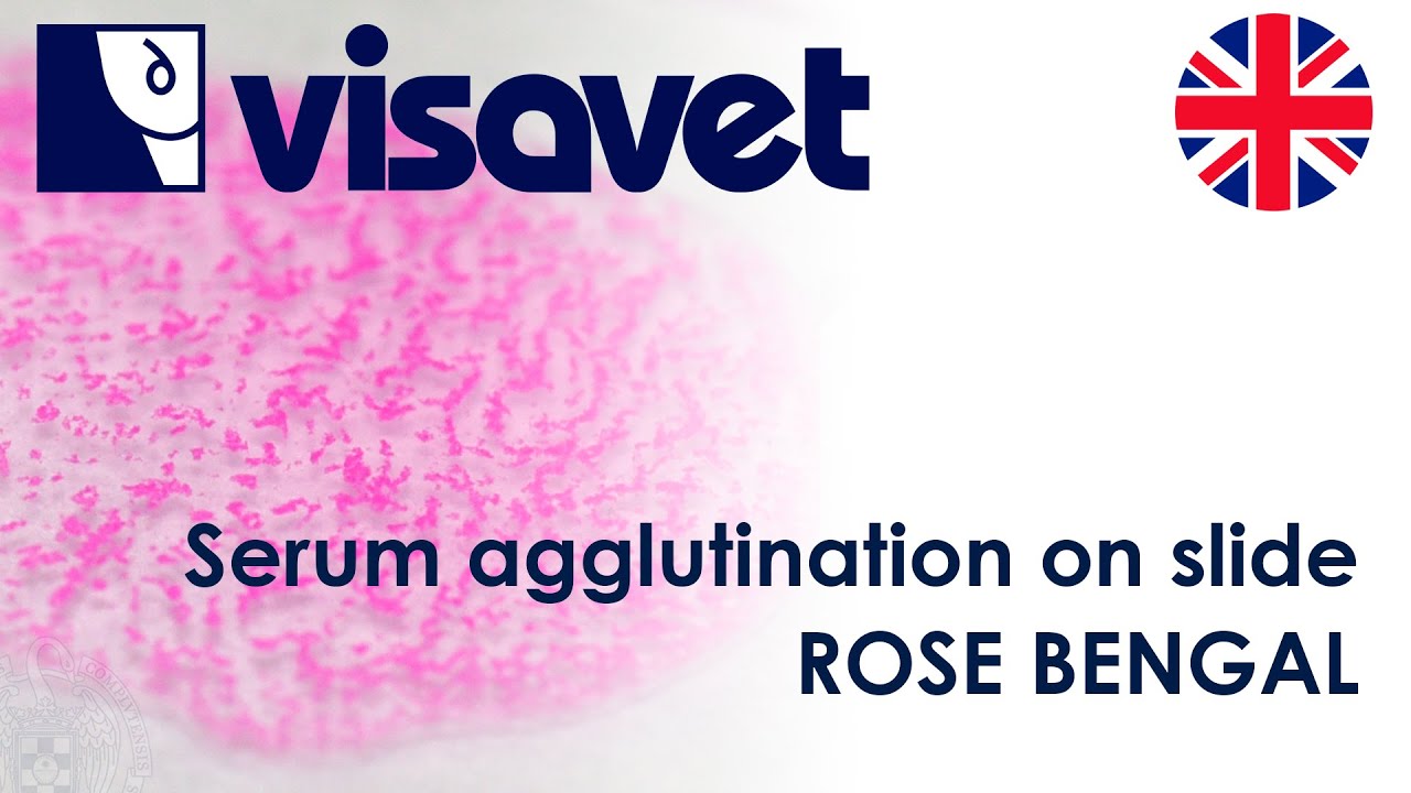 Serum agglutination on slide. Rose Bengal