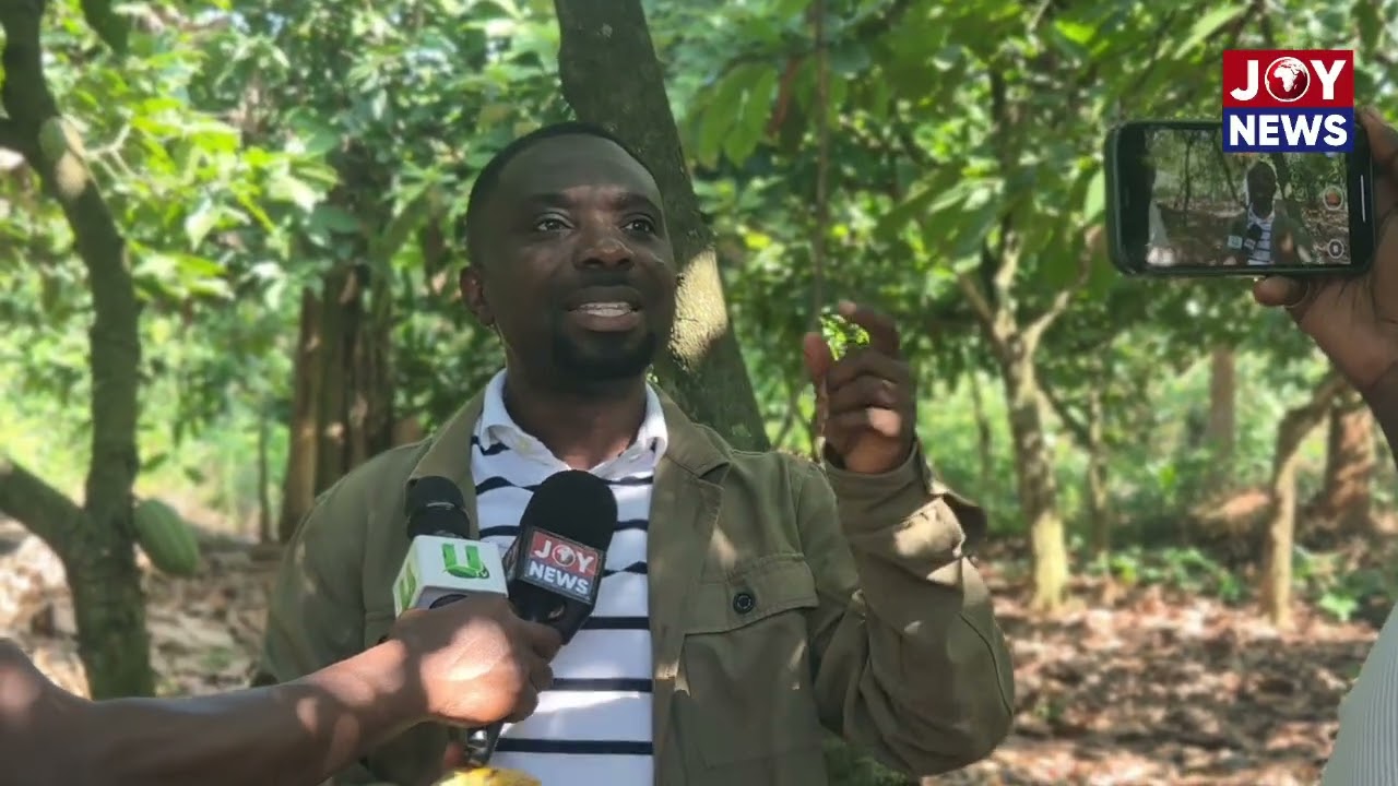 Ghana Cocoa Crisis: Government Indecision Is Hurting Farmers — Miracles Aboagye
