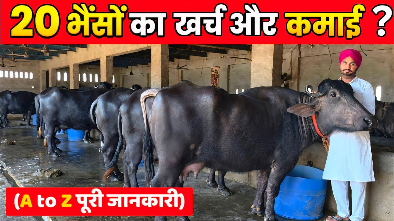 20 मोटी तगड़ी दुधारू भैंसों का डेयरी फार्म कैसे शुरू करें ? 20 Buffalo Dairy Farm Business Plan 🐃