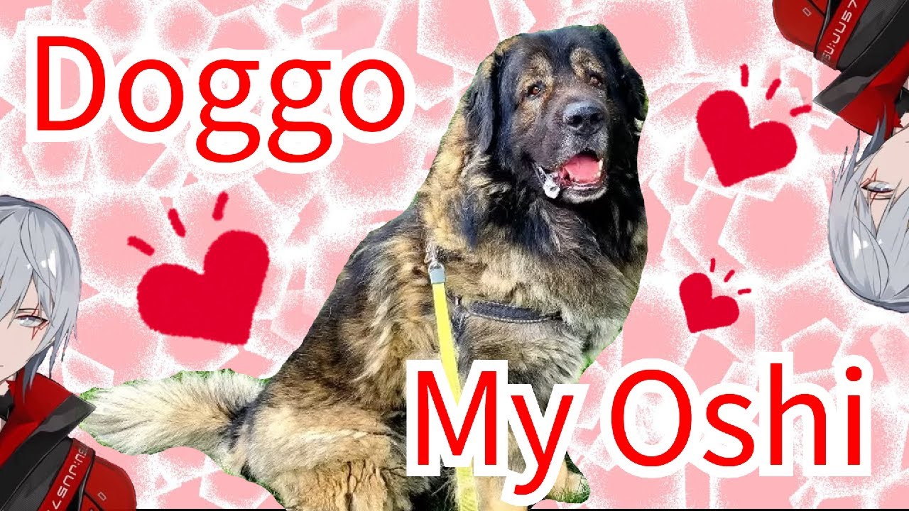 【Doggo Ovid 中字】Doggo Ovid, we woof you.