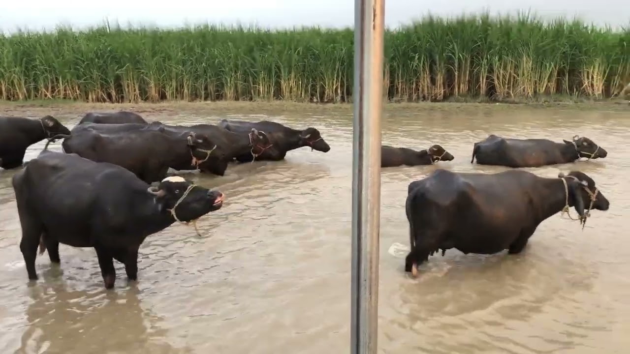 Sellab k bad ki sorat hal #sellab #floods 