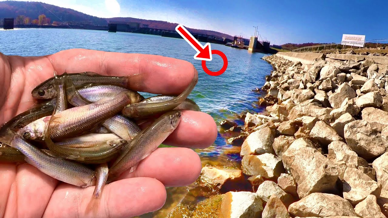 The BEST Fishing Spot To Catch Sauger From The Bank