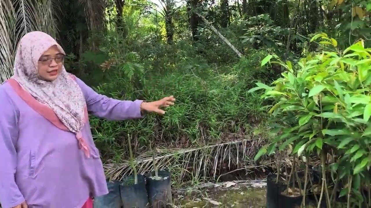 Kelebihan kaki ganda durian untuk tumbesaran
