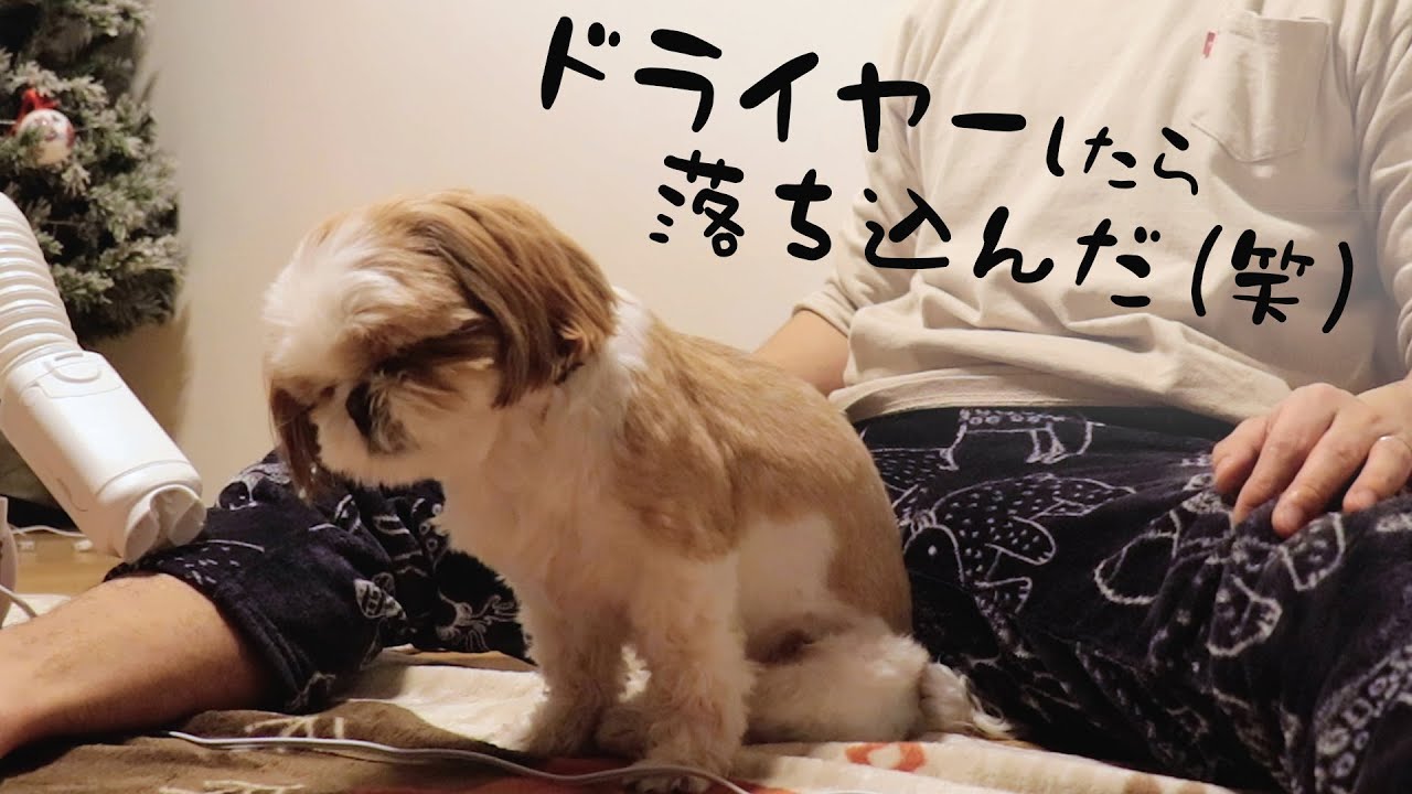 ドライヤーしたらウトウト...どころか崩れ落ちましたwww 最後まで見て！！ 【シーズー犬との暮らし】