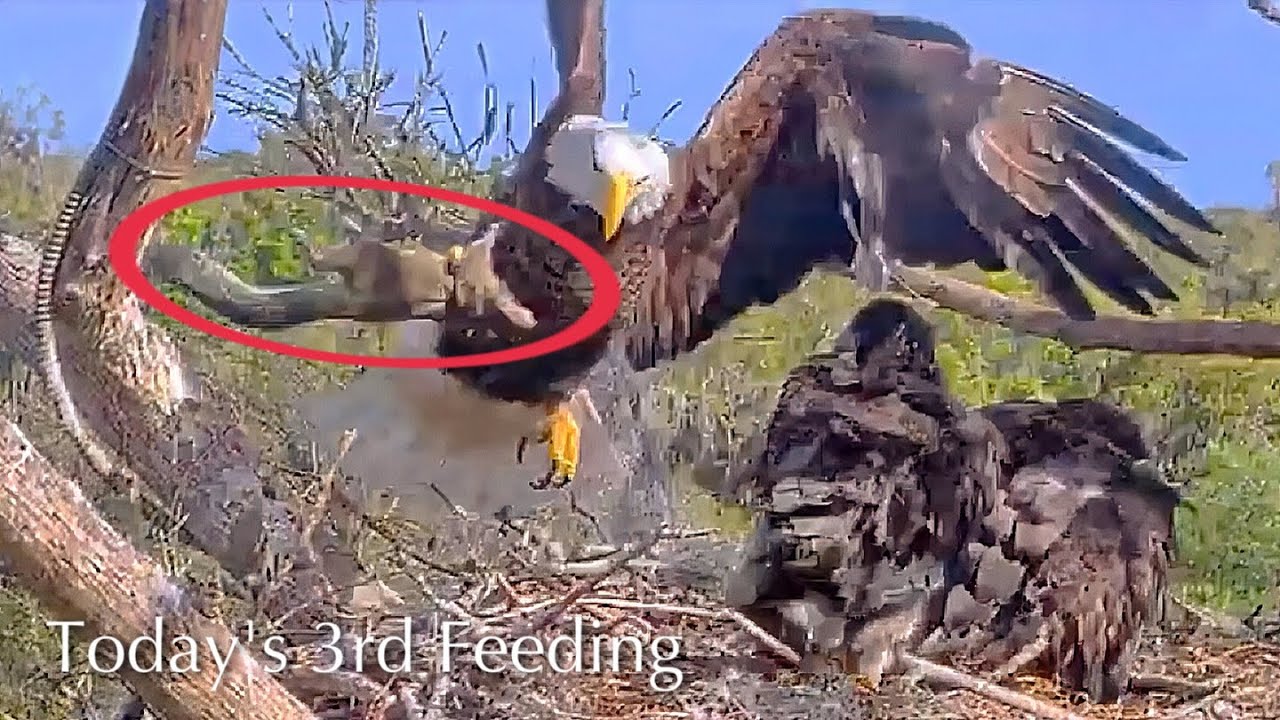 #391🦅Brutus🐥57° & Peanut🐥52°／Winter Park Eagle Nest 2026／Against All Odds:One-Eyed Mom／Wink💗Atlas