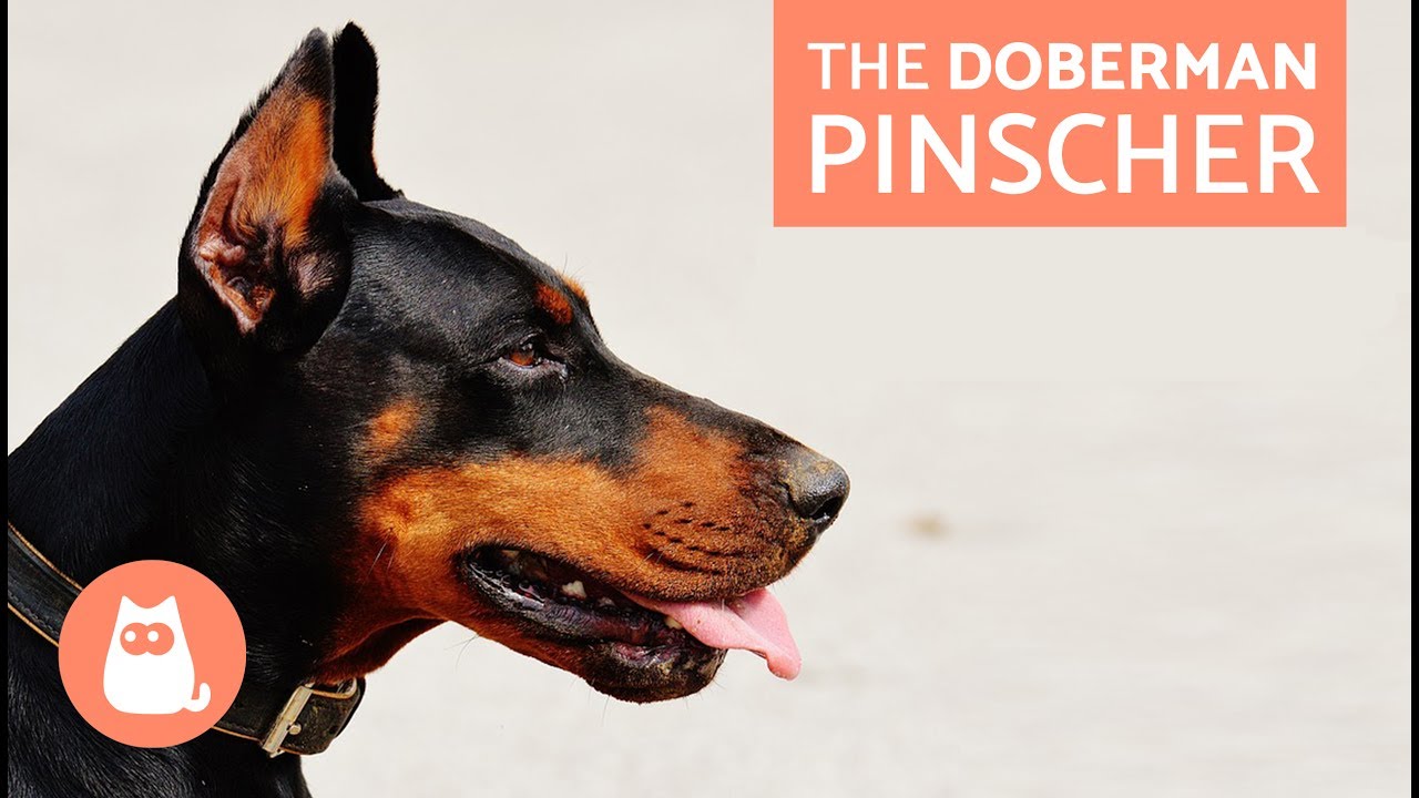 All About the Doberman Pinscher - Traits and Training