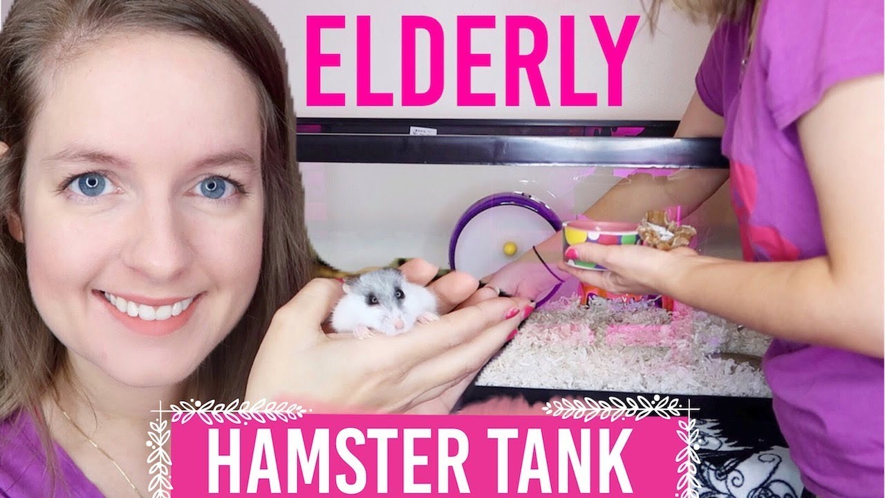Elderly Hamster Tank/Cage Setup