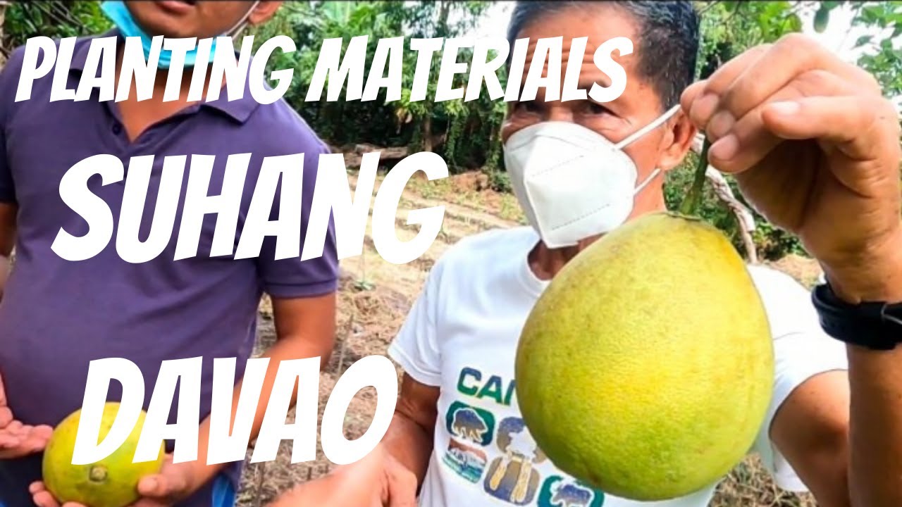 SOURCING OUT PLANTING MATERIAL FOR NEW SEEDLING BUSINESS : SUHANG DAVAO