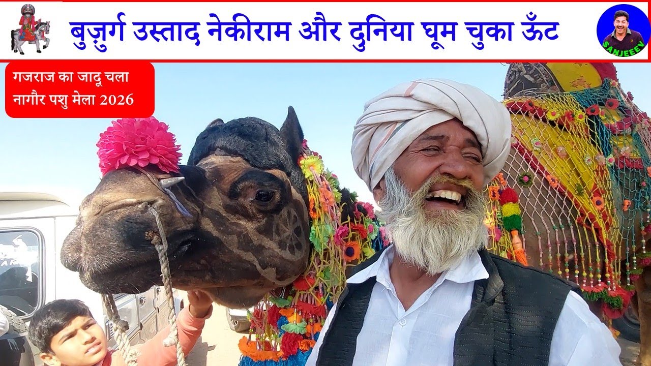 ये ऊँट दुनिया की सैर कर चुका । डांस में पहला नंबर जीतने वाला ऊँट गजराज और नेकीराम 🏆 | राजस्थानी शान।