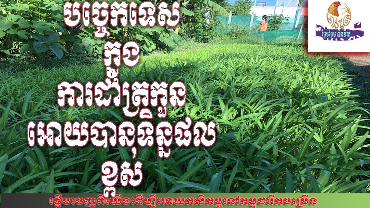 បច្ចេកទេសក្នុងការដាំត្រកួនអោយបានទិន្នផលខ្ពស់(How to grow up morning glory with a great result)