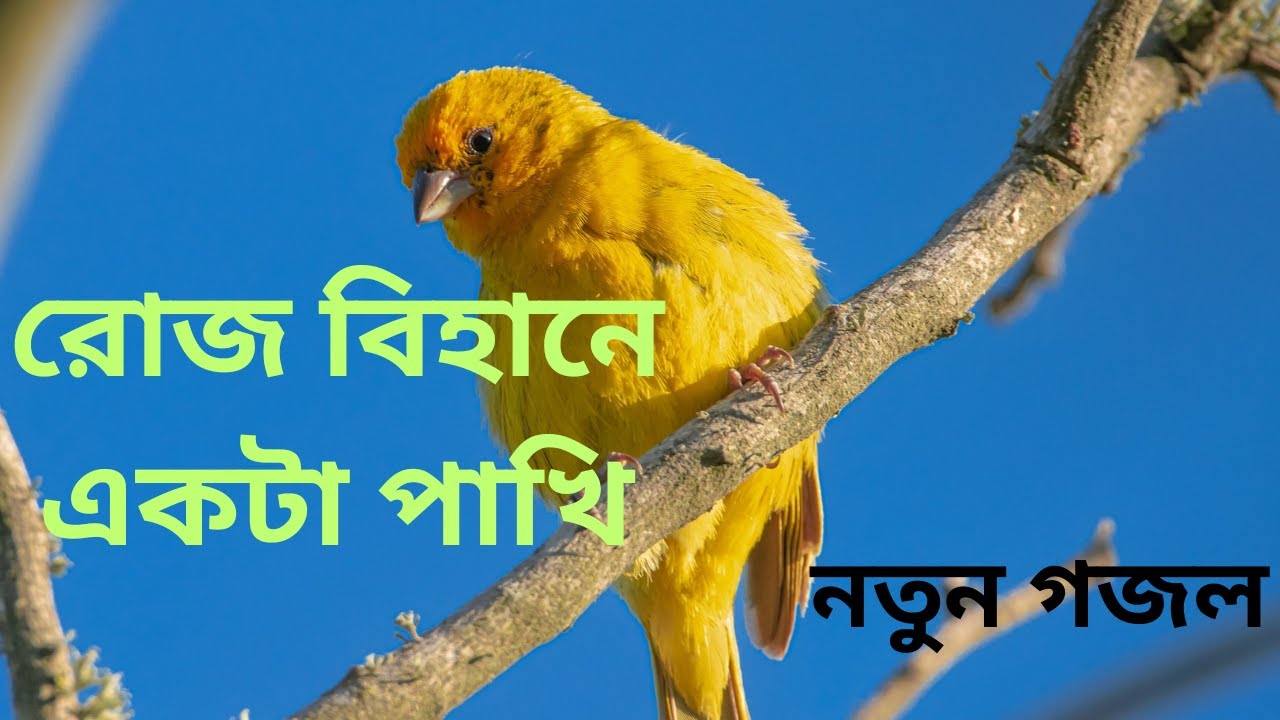 রোজ বিহানে একটা পাখি আল্লাহ আল্লাহ ডাকে//নতুন গজল#নতুন#gojol #gojol2025