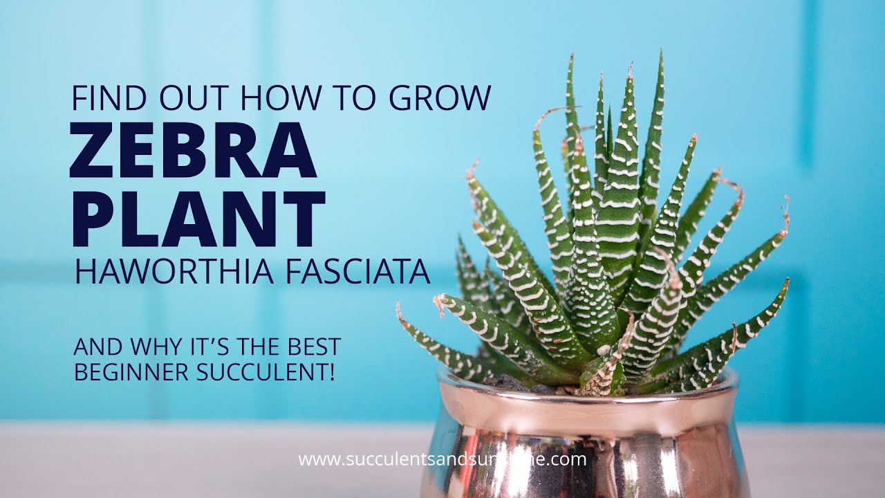 Как ухаживать за Haworthia fasciata «Zebra Plant»