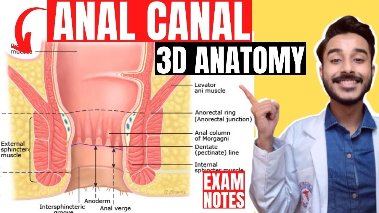 anal canal anatomy 3d | interior of anal canal anatomy | nerve and blood supply of anal canal