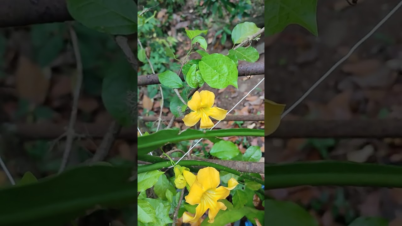 වැස්ස නැති වුනත් එයා මට ලස්සනට මල් දිලා.💛🧡🥰🌺