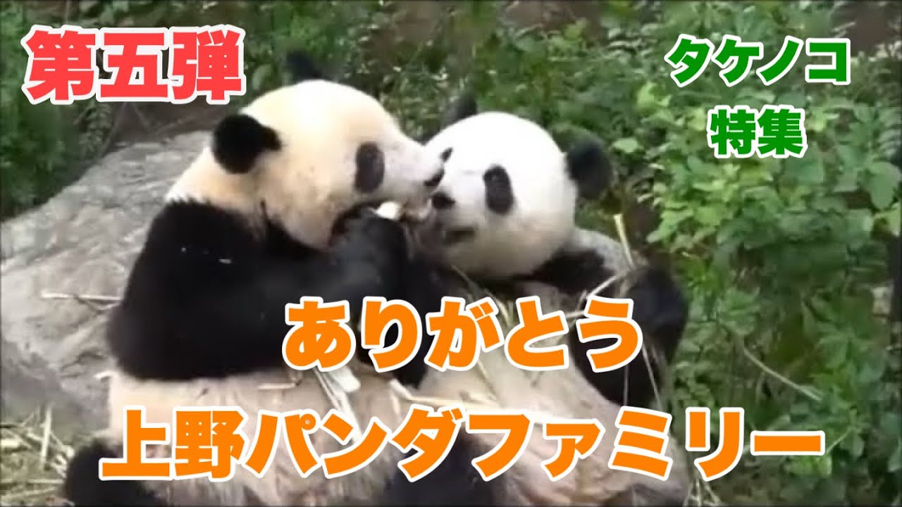 【再編集】ありがとう、上野パンダファミリー　第５弾はタケノコ特集　プレイバック動画集　2026.01.23