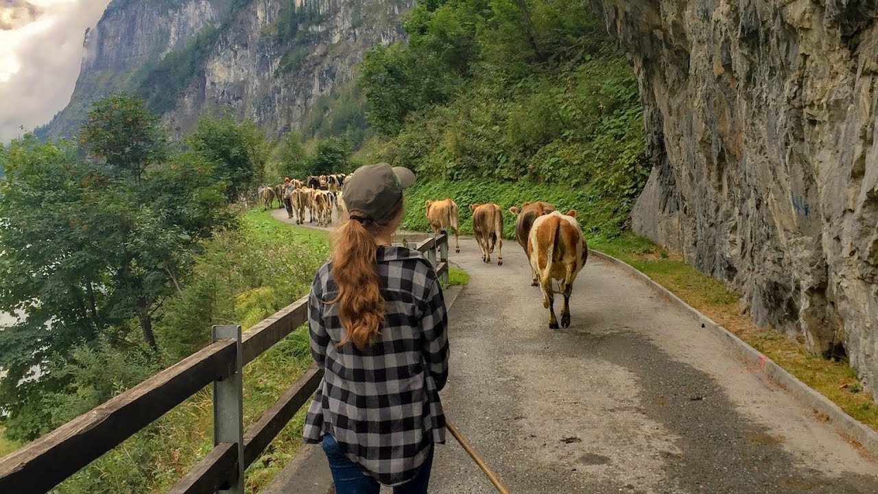 Herding Swiss Cows in the Alps | Switzerland 🇨🇭(and updates)