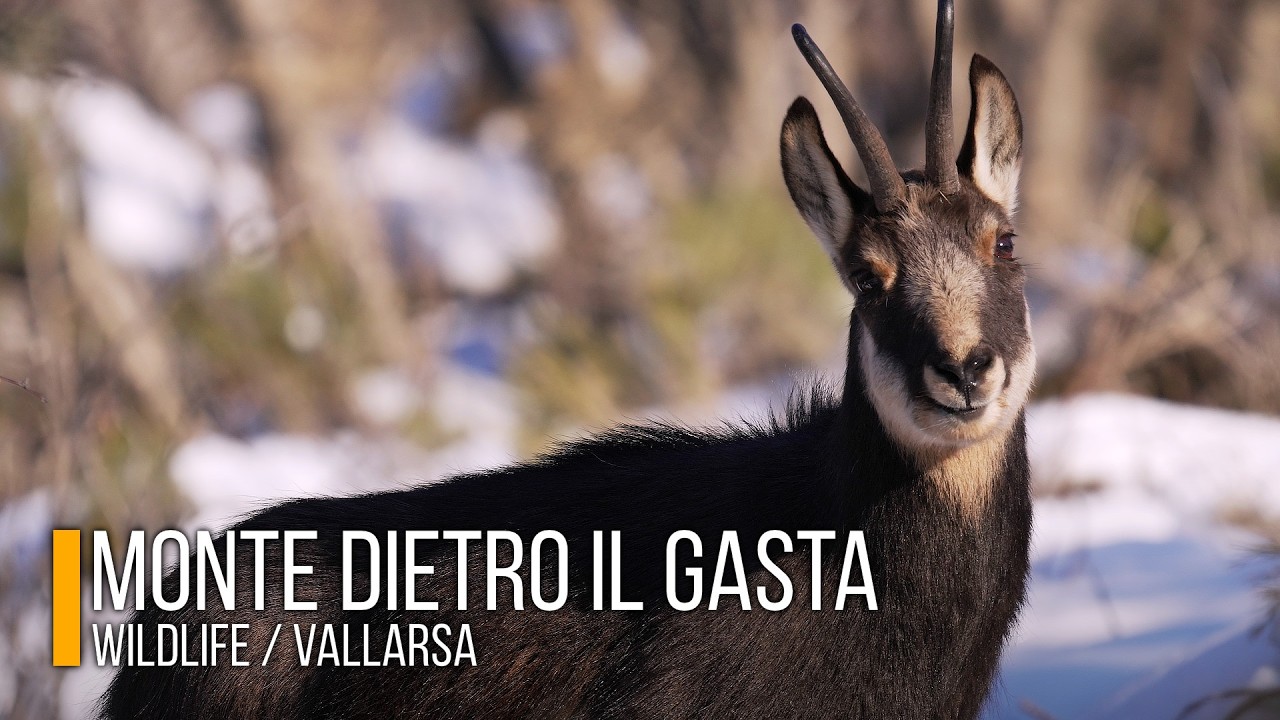 MONTE DIETRO IL GASTA - Wildlife / Vallarsa