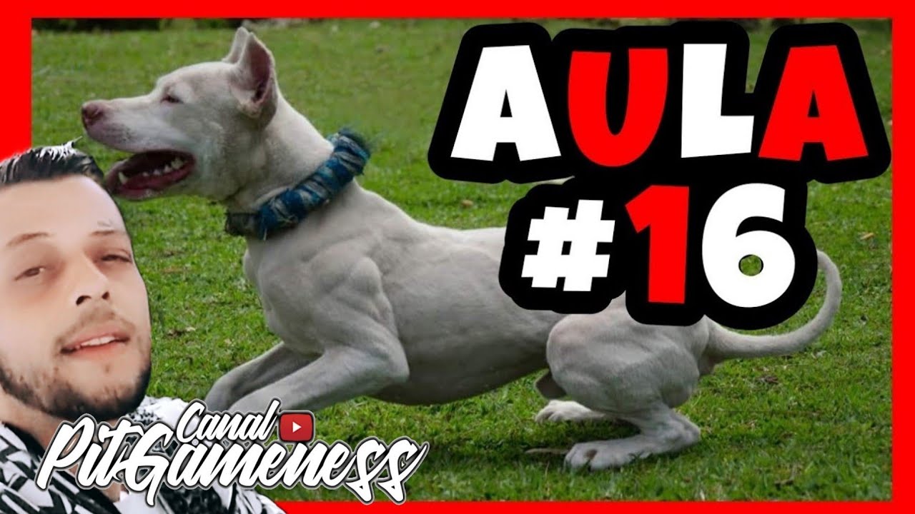 ❤️  Como Fazer Pitbull ficar Forte?  -  APRENDA❗                   #bulls #pitbull #canalpitgameness