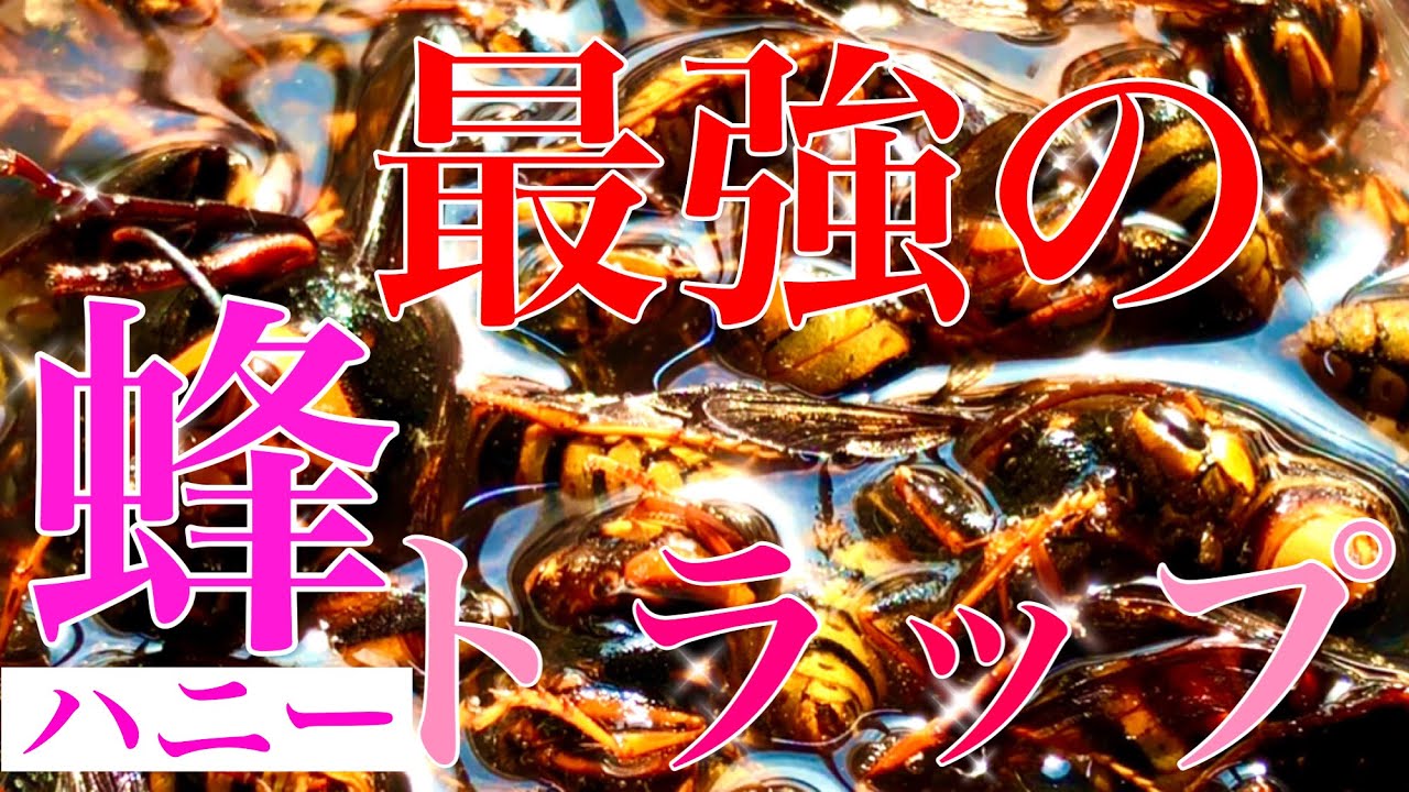 手作り最強のスズメバチトラップ教えます！！【検証あり】