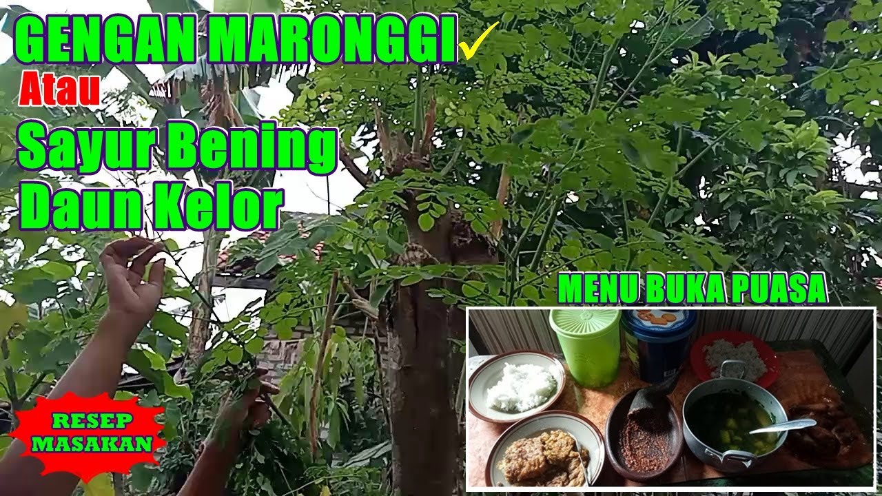 RESEP MEMASAK SAYUR BENING DAUN KELOR ATAU GENGAN MARONGGI MENU BUKA PUASA