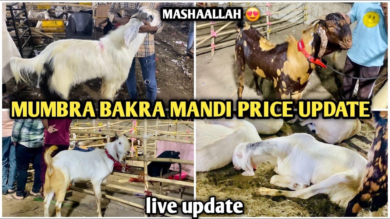 DAY 2 MUMBRA BAKRA MANDI Y JUNCTION FULL PRICE UPDATE || Abdurra vlogs