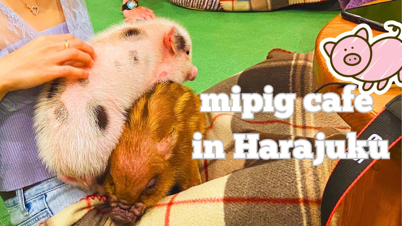 Visiting mipig cafe in Harajuku, Shibuya