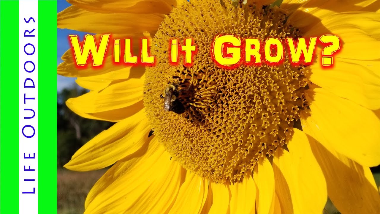 Will Black Oil Sunflowers Grow from Birdseed?