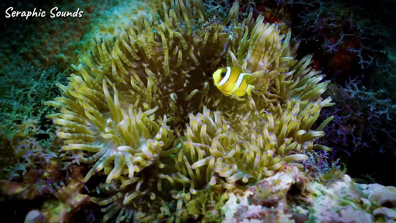 Stunning 4K Aquarium Video – Peaceful Ocean Fish & Coral Reef with Relaxing Sleep Music