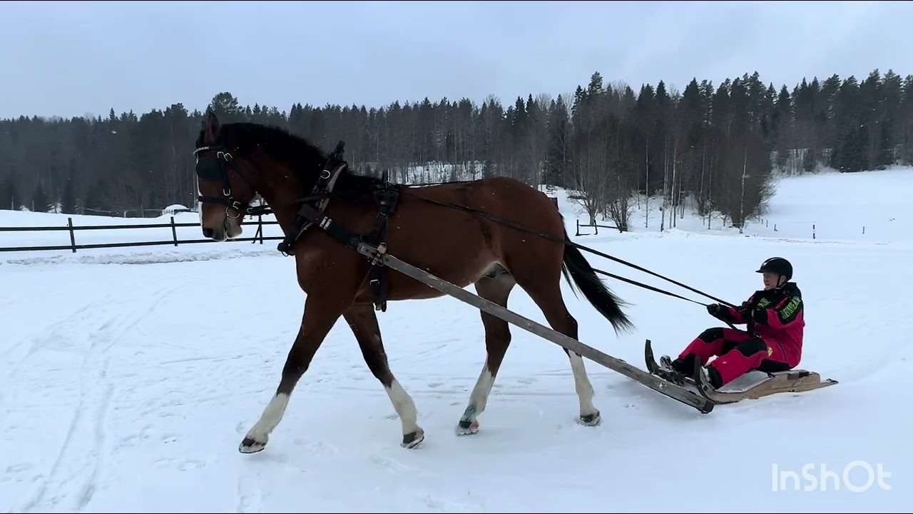 Första körningen utanför ridbanan med kälken , 2026-02-21
