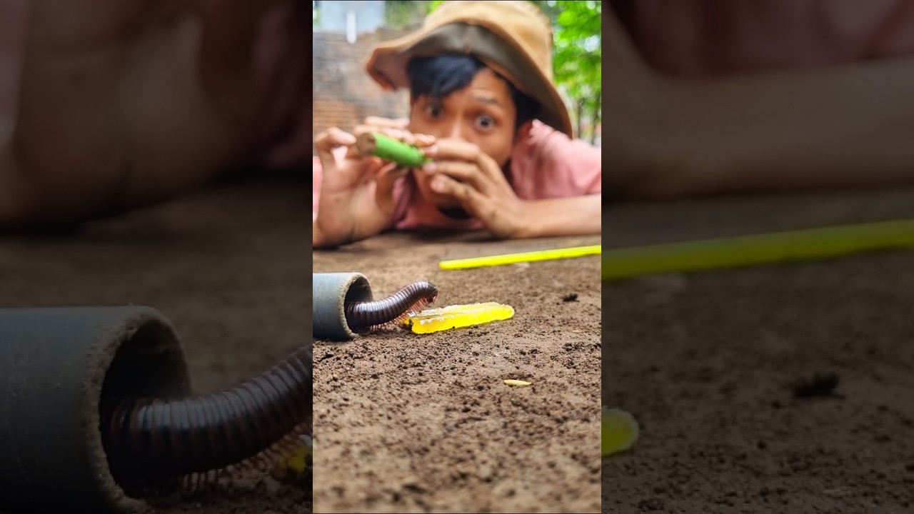 Smart people, Clever methods to conquer and tame millipedes 