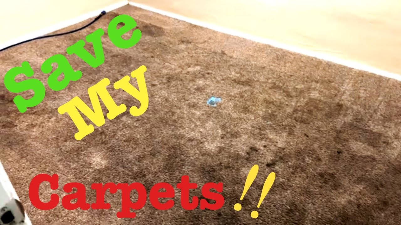 RotoVac 360i with Brush Head #carpetrepair #dirtycarpets #steamcleaning
