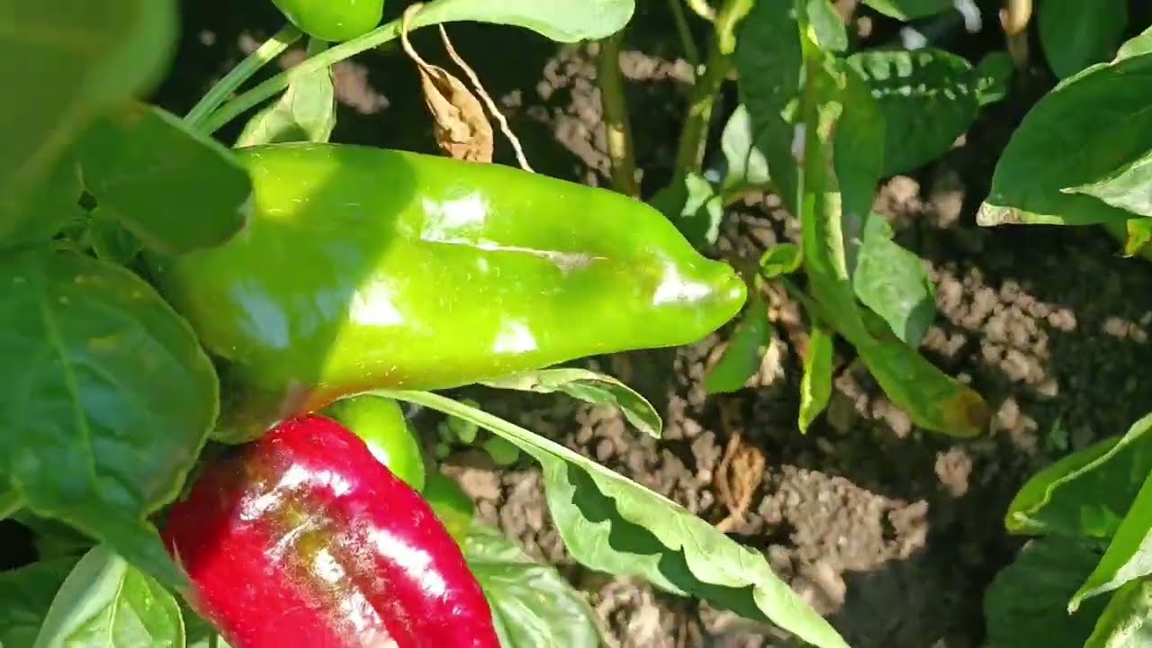 РЕАЛІЇ СІЛЬСЬКОГО ЖИТТЯ.ПЕРЕЦЬ АНТЕЙ ЗДИВУВАВ