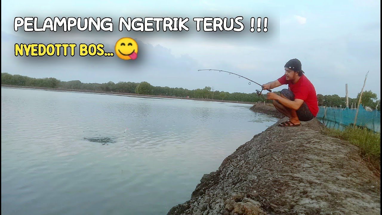 PANEN ! Cara Mancing Ikan mujair/Nila Paling Ampuh Di Sembilangan Bekasi