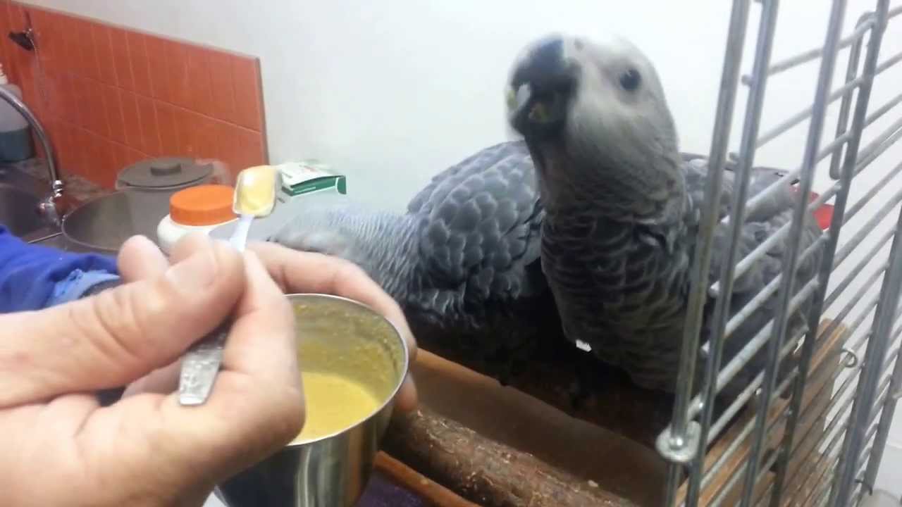Fase de destete de yacos