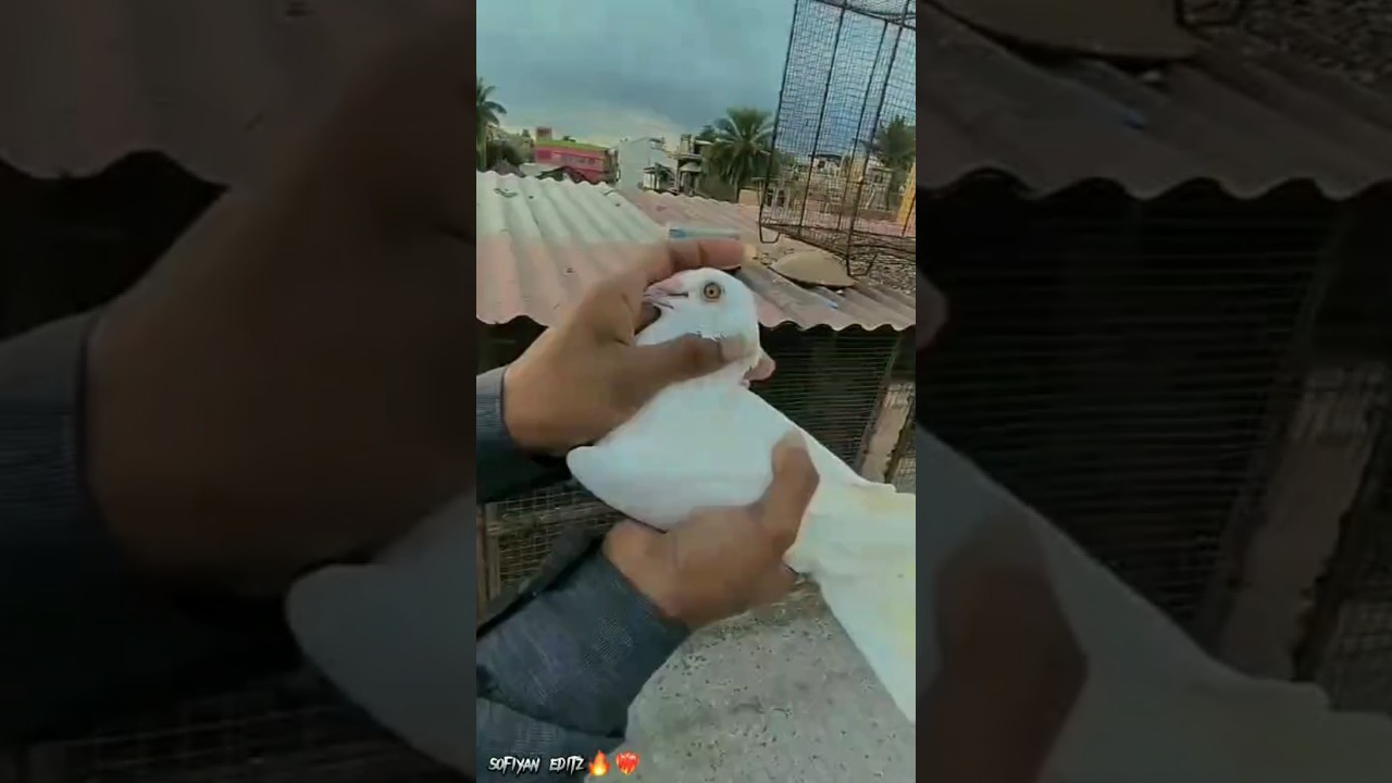 madras kabutar Kitna rate ka Madras kabootar price kabutar ka photo  madrasi kabutar #shorts #viral