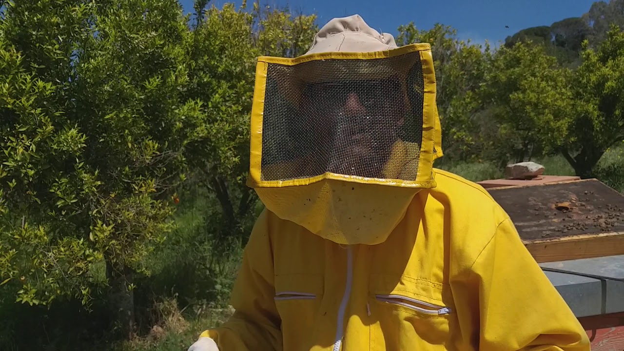Le patologie apistiche: LA PESTE EUROPEA