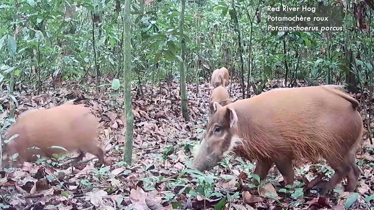 Dzanga Sangha wildlife inventory 2025