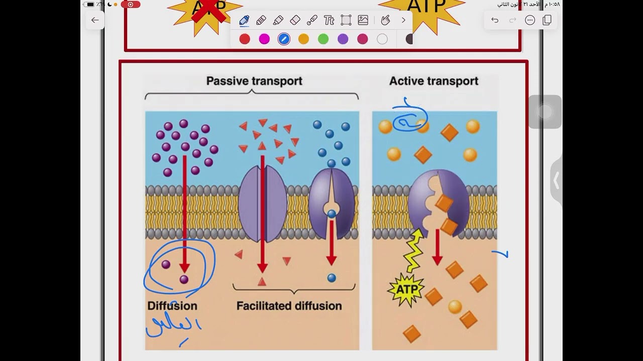 Transport mechanisms