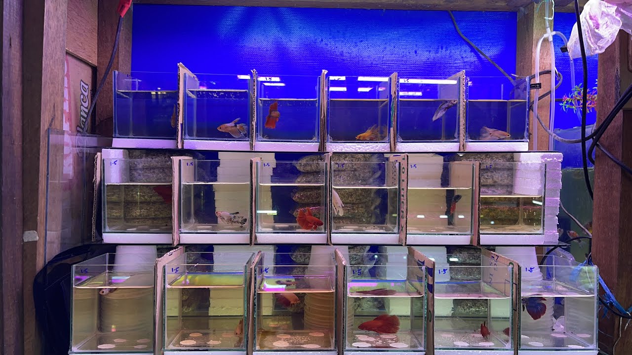 BETTA FISH / FIGHTING FISH PRICE UPDATE! Stall no.14 Aqualand Alley Cartimar Pasay City