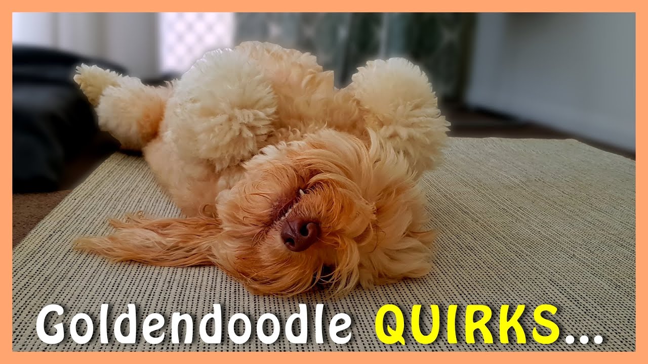 Most GOLDENDOODLE OWNERS Know These 3 QUIRKS | Goldendoodles Funny Traits | Funny Doodle Dogs!