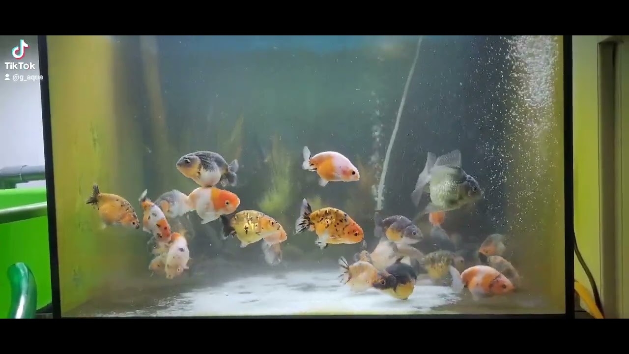[Gấu Goldfish] C&aacute; v&agrave;ng ranchu F1 indo