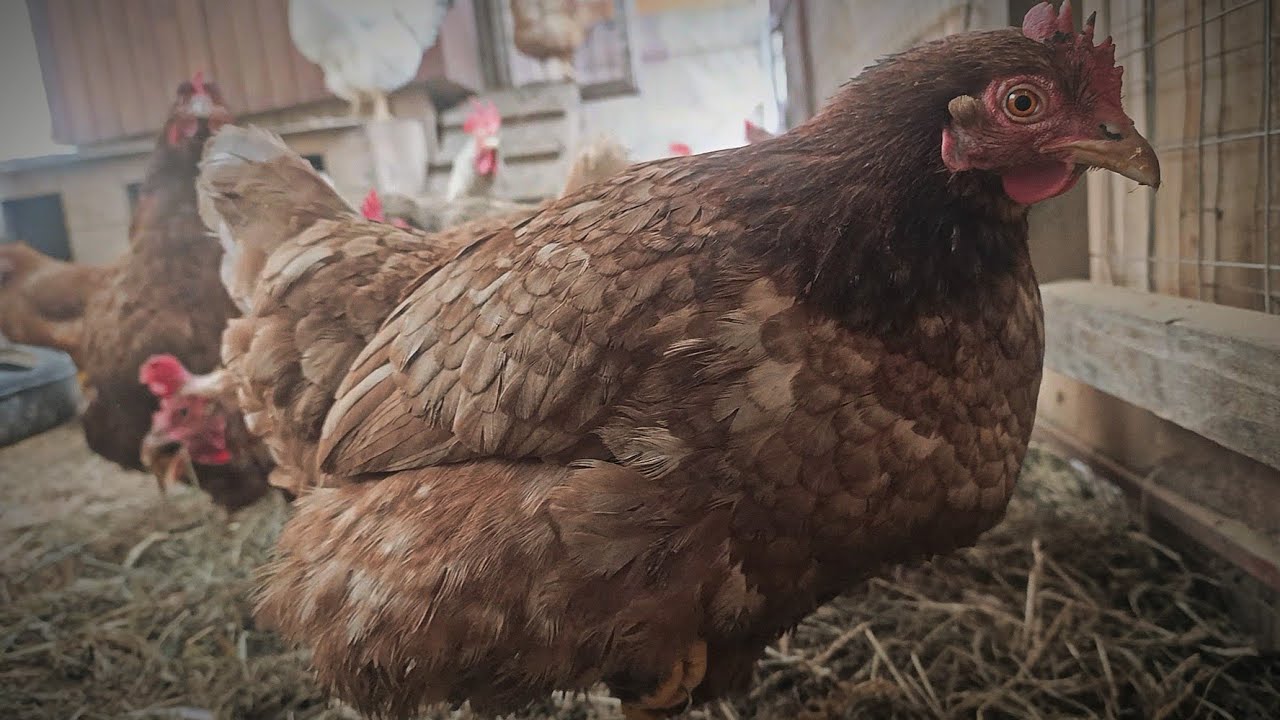 Chickens Eating Grain in the Coop ❄️ Winter Farm