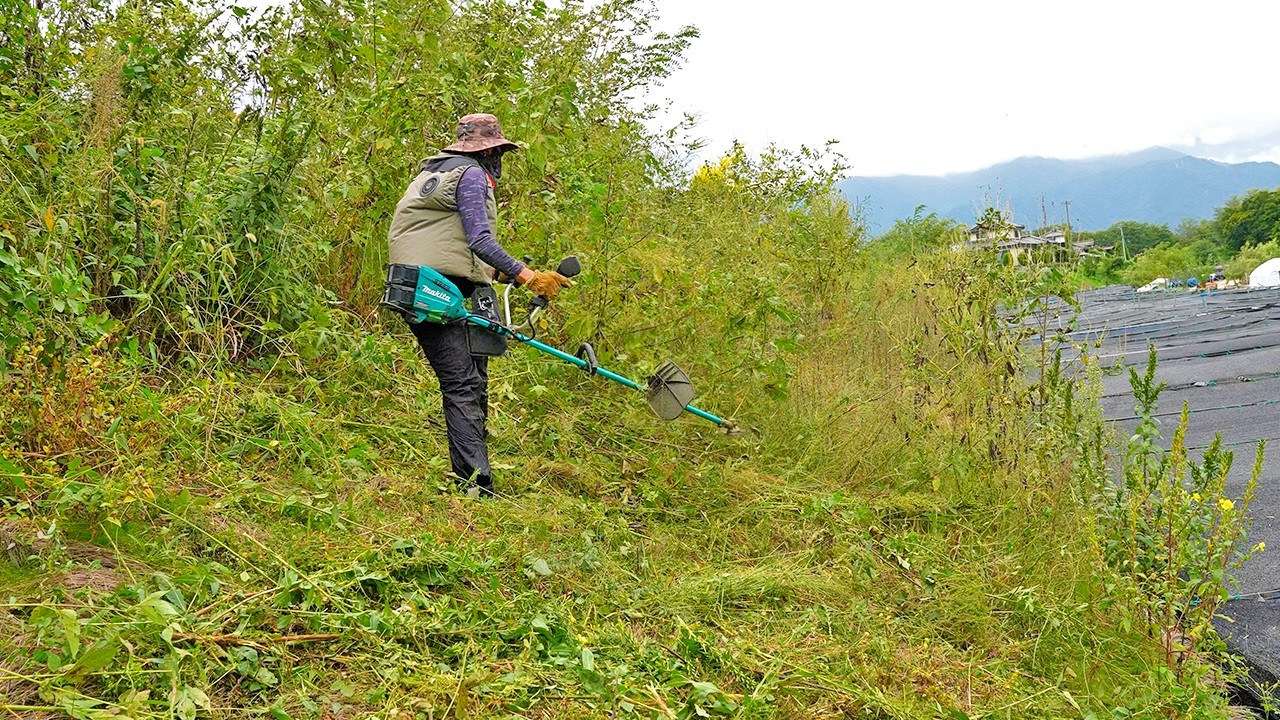 From Jungle to Garden: Battery Powered Clearing!
