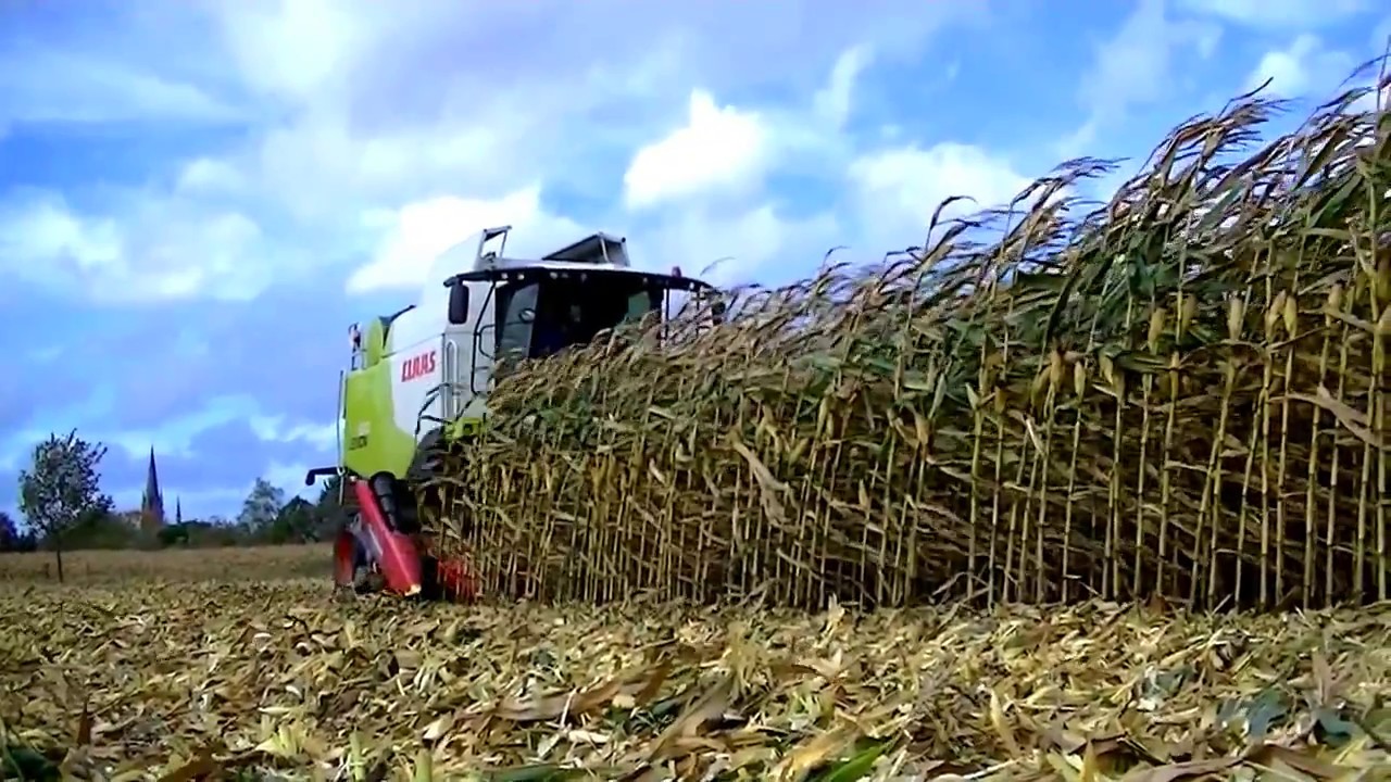mais dorsen- harvesting corn