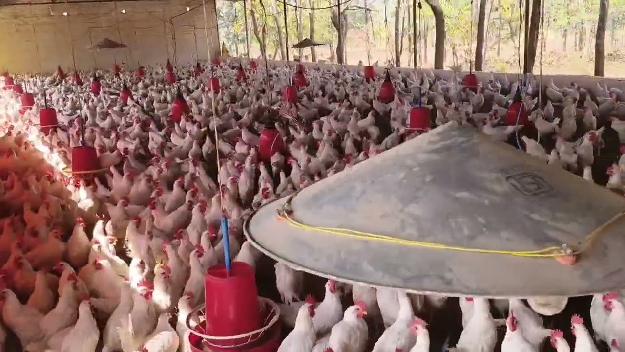 मुर्गी.फार्म. के.  लिए......जानकारी🐤🐤🐤